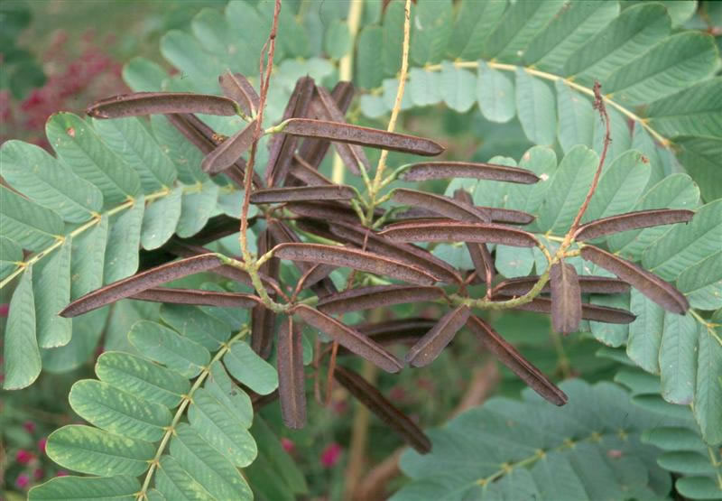 cassia-alata-cassia-alata-fruit-jpg